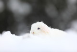Fototapeta Zwierzęta - little white bunny in the snow