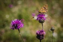 High Brown Fritillary Butterfly Sitting On Purple Knapweed Flower And A Pied Hoverfly Flying By On A Summer Sunny Day. Blurry Green Background.