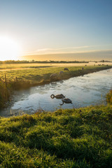 Wall Mural - idyllic scene in holland with swans swimming in the calm water of a canal.