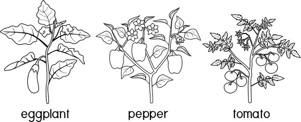 Wall Mural - Coloring page with different vegetable nightshade plants (pepper, tomato, and eggplant) with crop. General view of plant isolated on white background