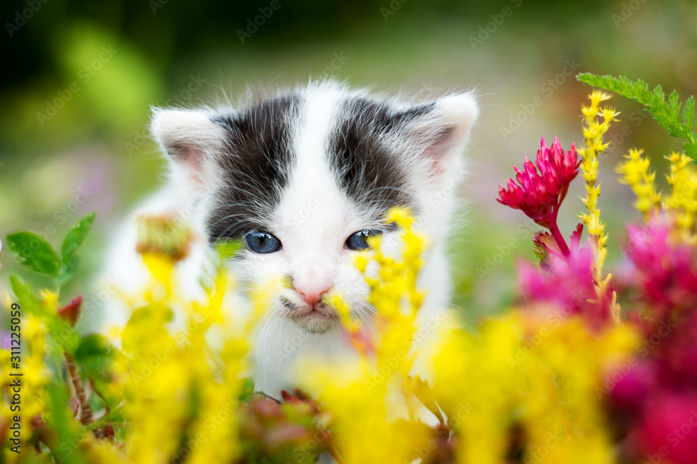 Obraz na płótnie Malutki kotek wącha kwiaty. Zbliżenie w salonie
