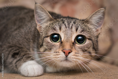  Fototapeta kot   na-kanapie-lezy-przestraszony-kot-z-duzymi-czarnymi-oczami-skurczyla-sie-i-bala-sie-trzasc