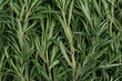 Fresh organic rosemary as background, top view