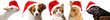 cute puppy and cat and rabbit  and pig and goat with red santa cap - collection