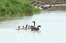 Two Geese Families