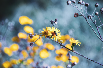 yellow bright flowers with a blue colourful background and a small bee