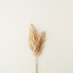 Wall Mural - Reeds foliage branches bouquet on neutral pastel beige background. Flat lay, top view floral design.