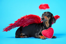 Cute Black And Tan Dachshund Lie On Bright Blue Background With Crimson Red Feathered Wings On The Back And Halo Under The Head And Holds A Heart-shaped Gift In His Paws. Pretty Real Angel Dog.