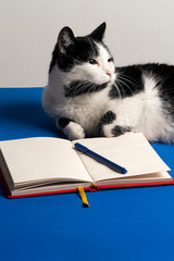 Gato blanco y negro sobre escritorio azul con cuaderno y lapicero. Gato en reunion de negocios