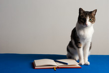 Gato Sobre Mesa Azul Con Cuaderno Y Lapicero, Mirando Hacia El Frente. Gato De Oficina En Reunion