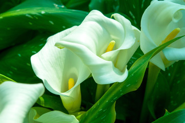 Closeup white Calla flower with green leaves on the background