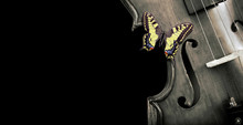 Fragment Of A Violin On A Black Background. Concert Poster For Classical Music. Beautiful Bright Butterfly Swallowtail Sitting On A Violin. Music Concept. Black And White. Copy Spaces
