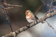 Male Redpoll Perched In A Tree