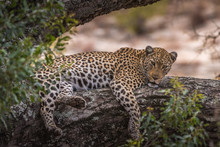 Leopard Lying On Tree Branch