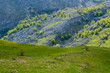 © Boragoo - Mountain green meadow on a sunny day with blue sky