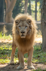 Wall Mural - male white lion in zoo