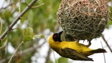South African Southern Masked Weaver Yellow Bird Weaving And Building A New Nest In A Tree Hanging Off A Branch.