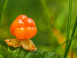 © Marcin Dobas - Vivid orange cloudberry on a green leaf, surrounded by lush greenery in a natural environment.