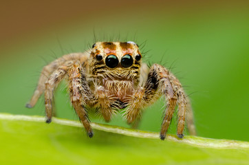 closeup of spider on leaf