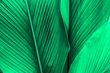  zielony liść tekstury, ciemnozielone liście charakter tło, tropikalny liść