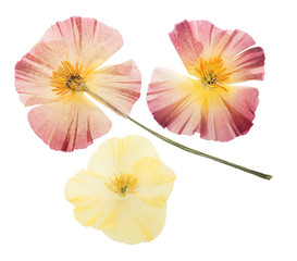 Wall Mural - Pressed and dried delicate yellow flowers eschscholzia (eschscholzia Californica, California poppy). Isolated on white background. For use in scrapbooking, floristry or herbarium.