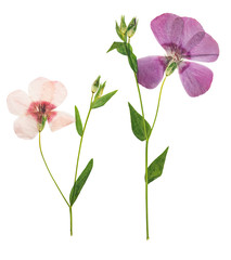 Wall Mural - Pressed and dried delicate flower flax, isolated on white background. For use in scrapbooking, pressed floristry or herbarium.