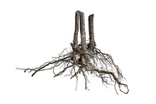 Tree Root.Tree Stump.Roots Of Tree Isolated On White Background.