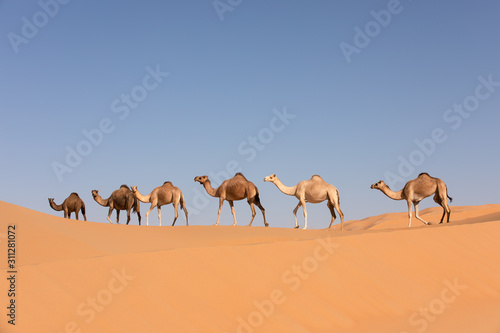 Fotomural A group of dromedary camels crossing a dune in the Empty Quarters desert