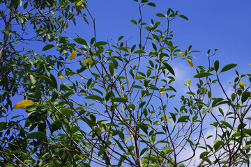 Tree branches with leaves on blue sky background 2