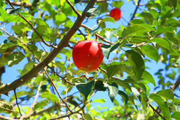 Apple orchard