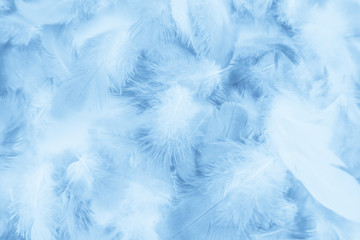 beautiful abstract colorful purple and blue feathers on white background and soft white pink feather