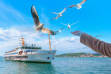 Seagull Feeding - Very Friendly Seagull Takes Bagel From Girl's Hand - Istanbul, Turkey