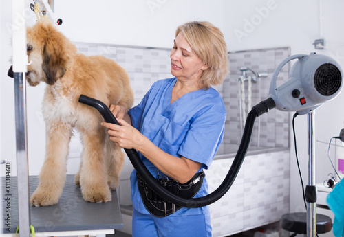 hound dog hairdressing