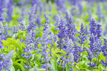 Blue salvia in macro shot showing its detail.