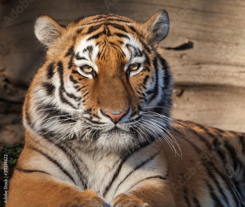 Dekoracja na wymiar  tygrys-amurski-na-tle-drewnianej-sciany-w-zoo