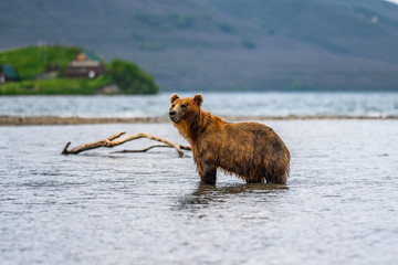 Ruling the landscape, brown bears of Kamchatka (Ursus arctos beringianus)