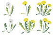 Set of dandelions on white background