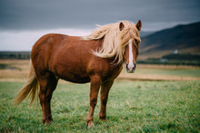 .A Brown Icelandic Horse With A Light Mane Stands On A Green Meadow On A Cloudy Day.