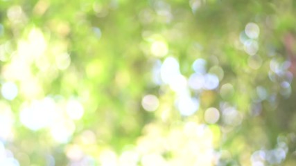Bokeh blurred background, Green tree out focus as bokeh background.