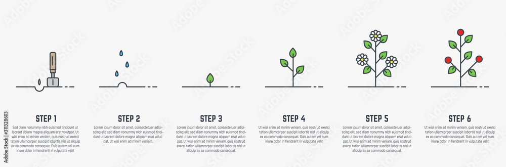 Growing plant stages. Seeds, watering step, sprout and flower, grown plant. House or outdor plant. Line style flat illustration of plant with leaves, flowers and fruit. Thin lines. Grow process. - obrazy, fototapety, plakaty 