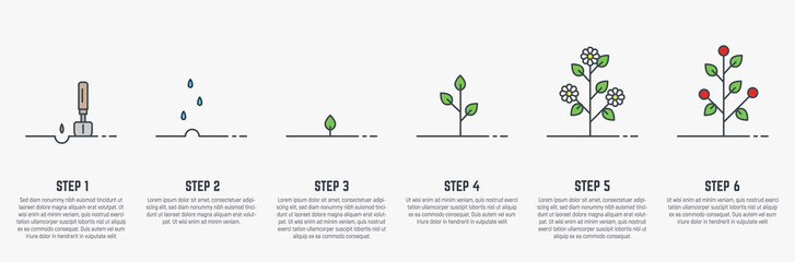 Growing plant stages. Seeds, watering step, sprout and flower, grown plant. House or outdor plant. Line style flat illustration of plant with leaves, flowers and fruit. Thin lines. Grow process.