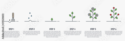 Growing plant stages. Seeds, watering step, sprout and flower, grown plant. House or outdor plant. Line style flat illustration of plant with leaves, flowers and fruit. Thin lines. Grow process. © ikonstudio