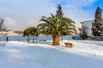 Poster - Istanbul, Turkey, 26 January 2010: Tree on winter season, Bosphorus, Uskudar.