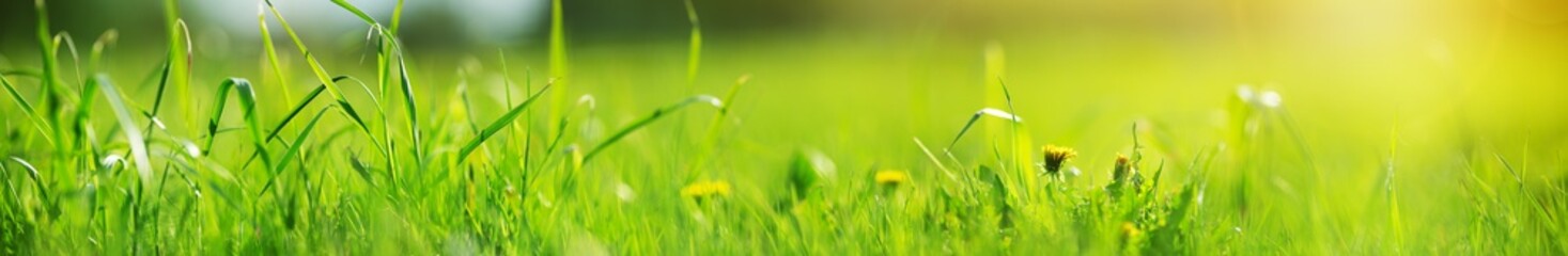 Fresh green grass background in sunny summer day