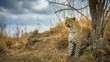 leopard in kruger national park, mpumalanga, south africa 162