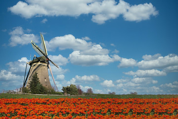 Colorful Dutch tulip farm nested to a majestic windmill under a sunny spring weather