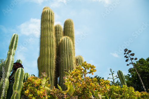 Saguaro Desert Cactus Carnegiea Gigantea Euphorbia Ingens Cacti Tree High Blossoming Agave And Other Succulent Plants In Sonoran Desert City Front Yard Garden On Sunny Day Blue Sky Backdrop Stock Foto Adobe