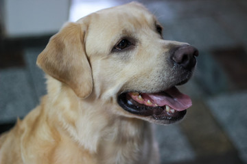  Labrador Retriever 