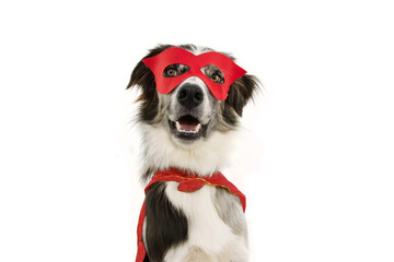 Wall Mural - fhappy border collie dog carnival, halloween party dressed as a super hero with red cape and mask. isolated on white background.