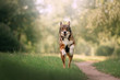 happy mixed breed dog runs outdoors in summer